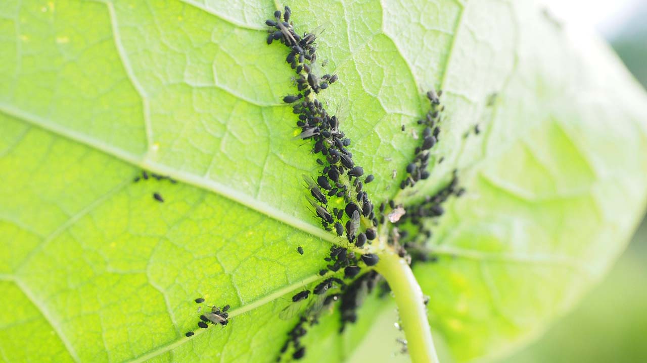 Tarımda Zararlı Böceklerle Mücadele