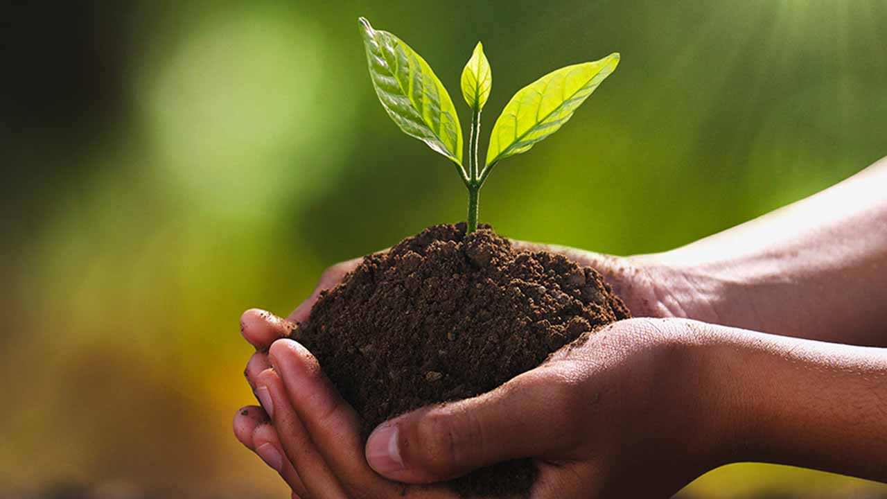 Bitki Sağlığı Hizmetleri