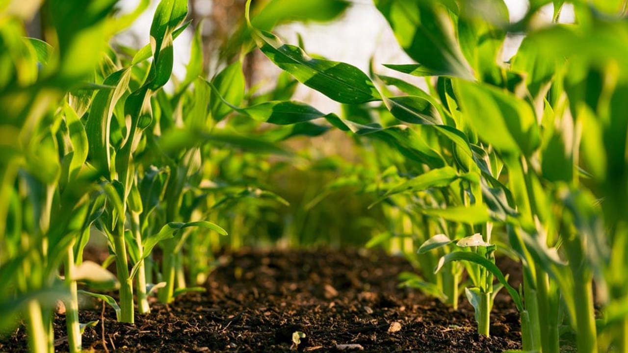 Yaprak ve Su Analizleri